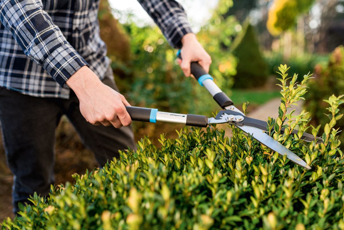 Przycinanie i wyczesywanie traw ozdobnych – jak zrobić to dobrze?
