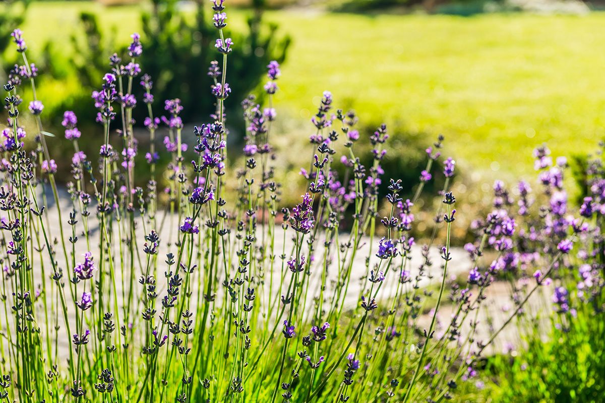 Odporność roślin w ogrodzie – jak ją zwiększyć?
