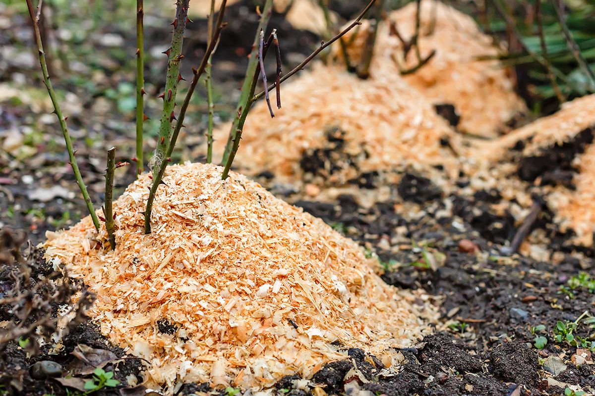 Zabezpieczanie roślin przed mrozem – co będzie Ci potrzebne? 