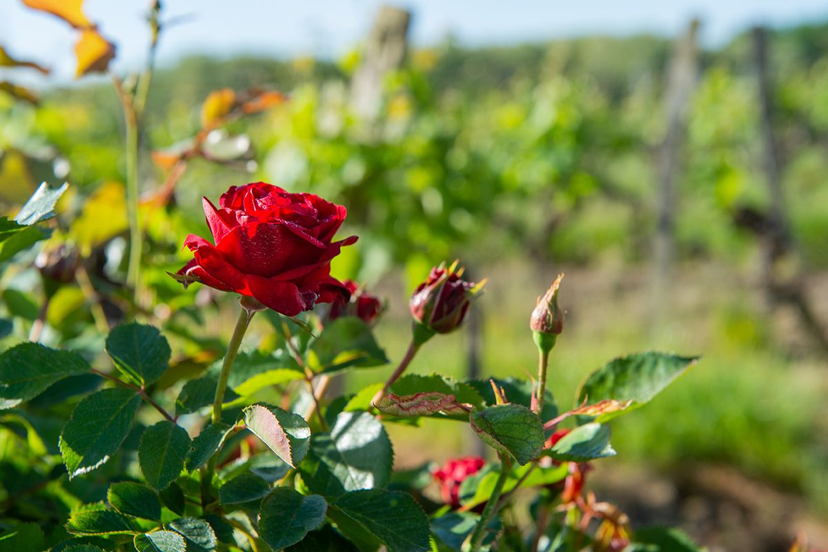 Jakie narzędzia niezbędne są podczas uprawy róż? 
